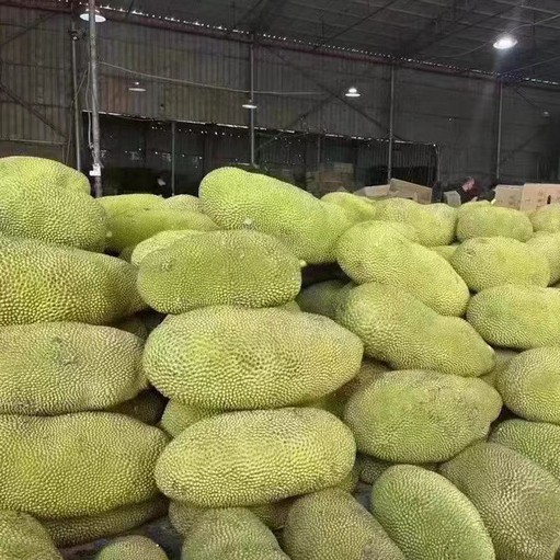 jack fruit dried jack fruit dried