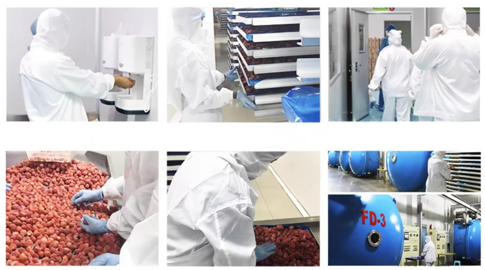 Freeze-Drying Process Freeze-Drying Process