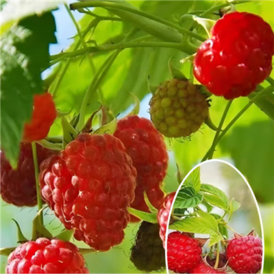Freeze Dried Raspberries 1kg